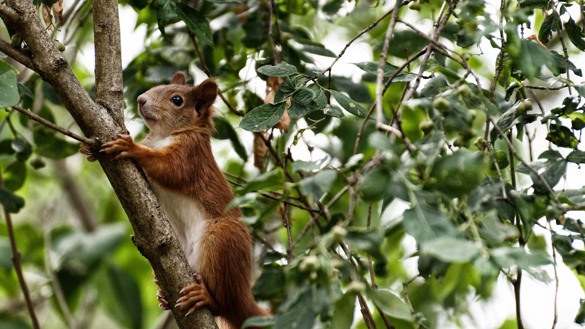 从明尼苏达到伯纳乌，爱德华兹的欧冠决赛之夜
