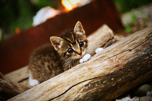 凯塞多奥运前哨战封神！葡萄牙青年军强压尤文防线定乾坤