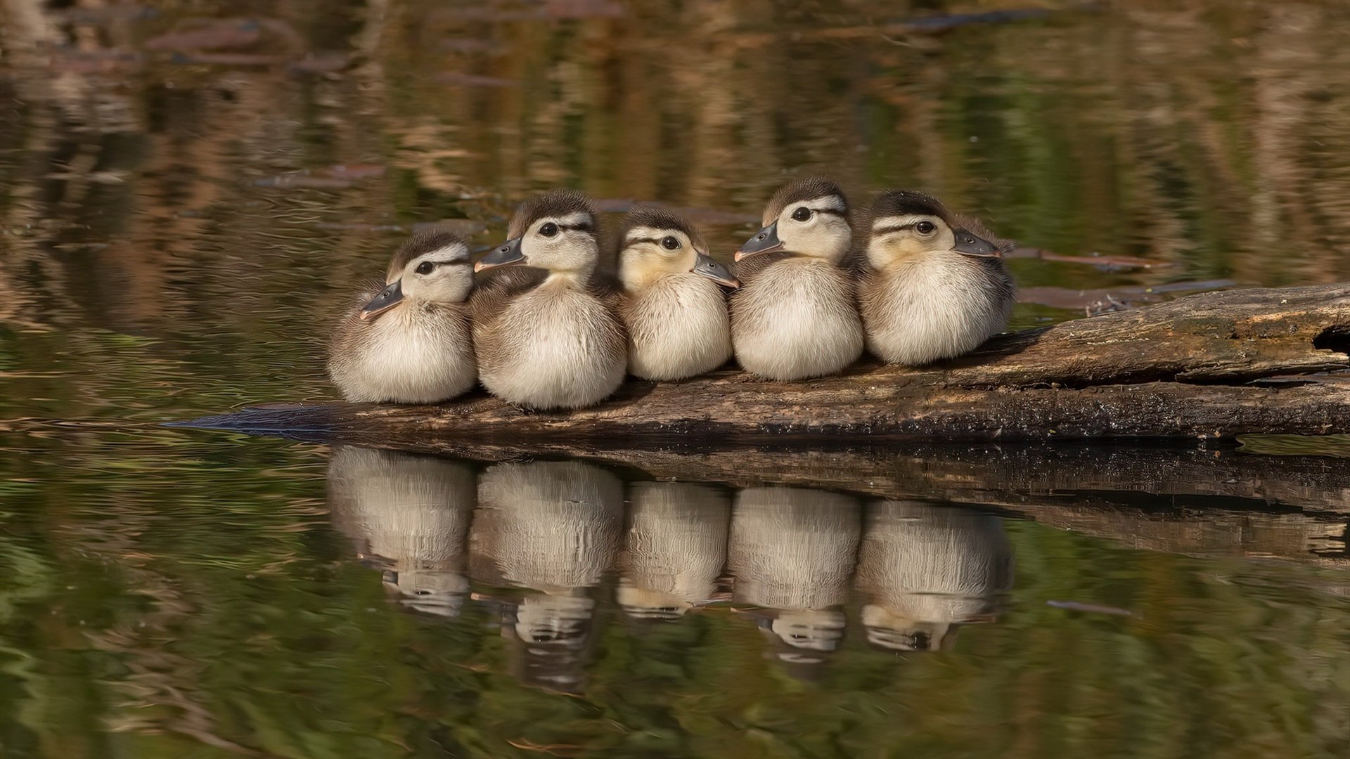 马克西如履薄冰的史诗，最后一投前，救赎与毁灭在他睫毛上称重